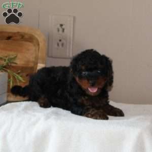 Pepsi, Cavapoo Puppy